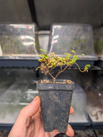 Ulmus parvifolia 'Hokkaido' Dwarf Small Leaf Chinese Elm