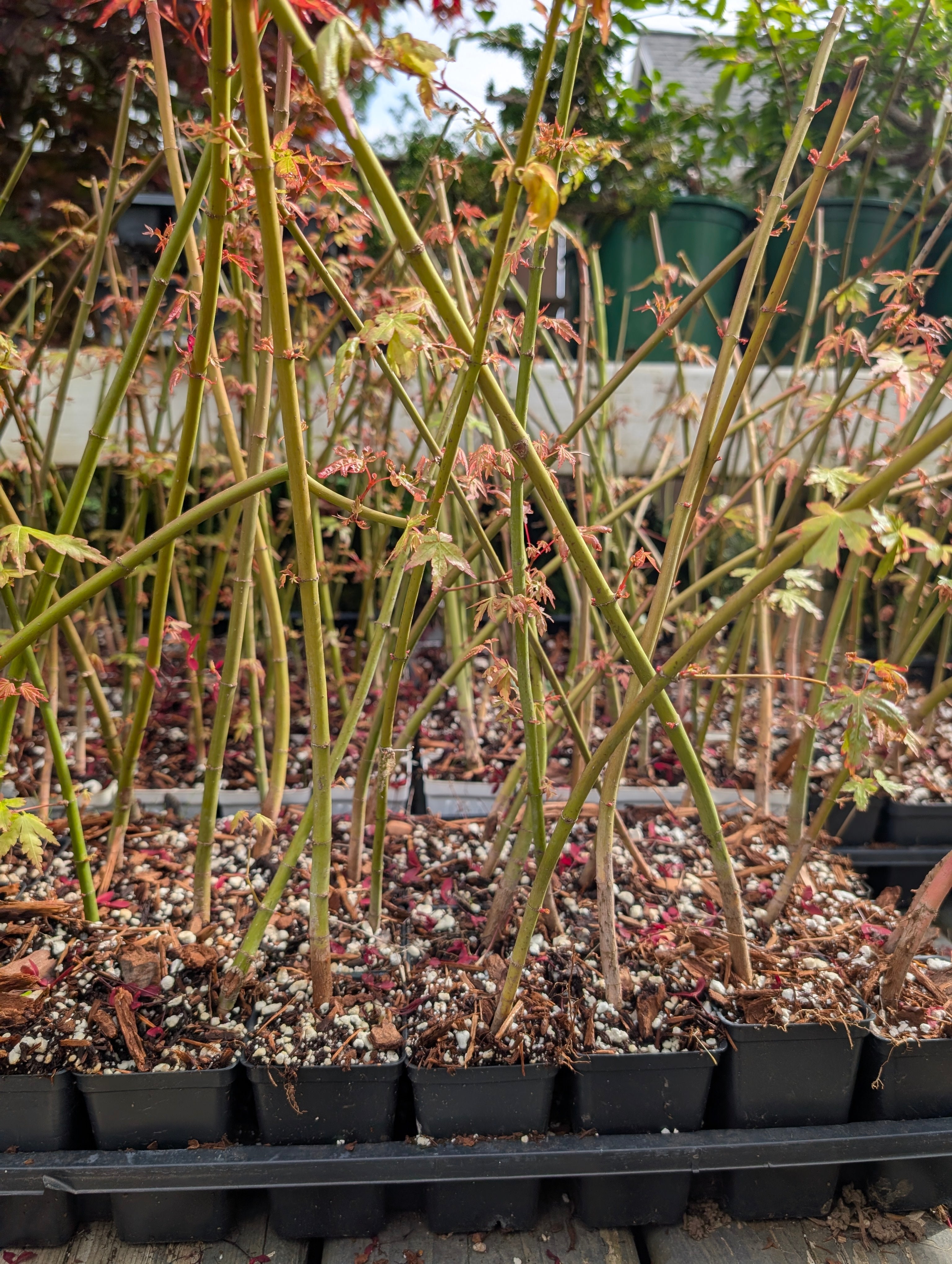 Japanese Maple Seedlings — Acer palmatum