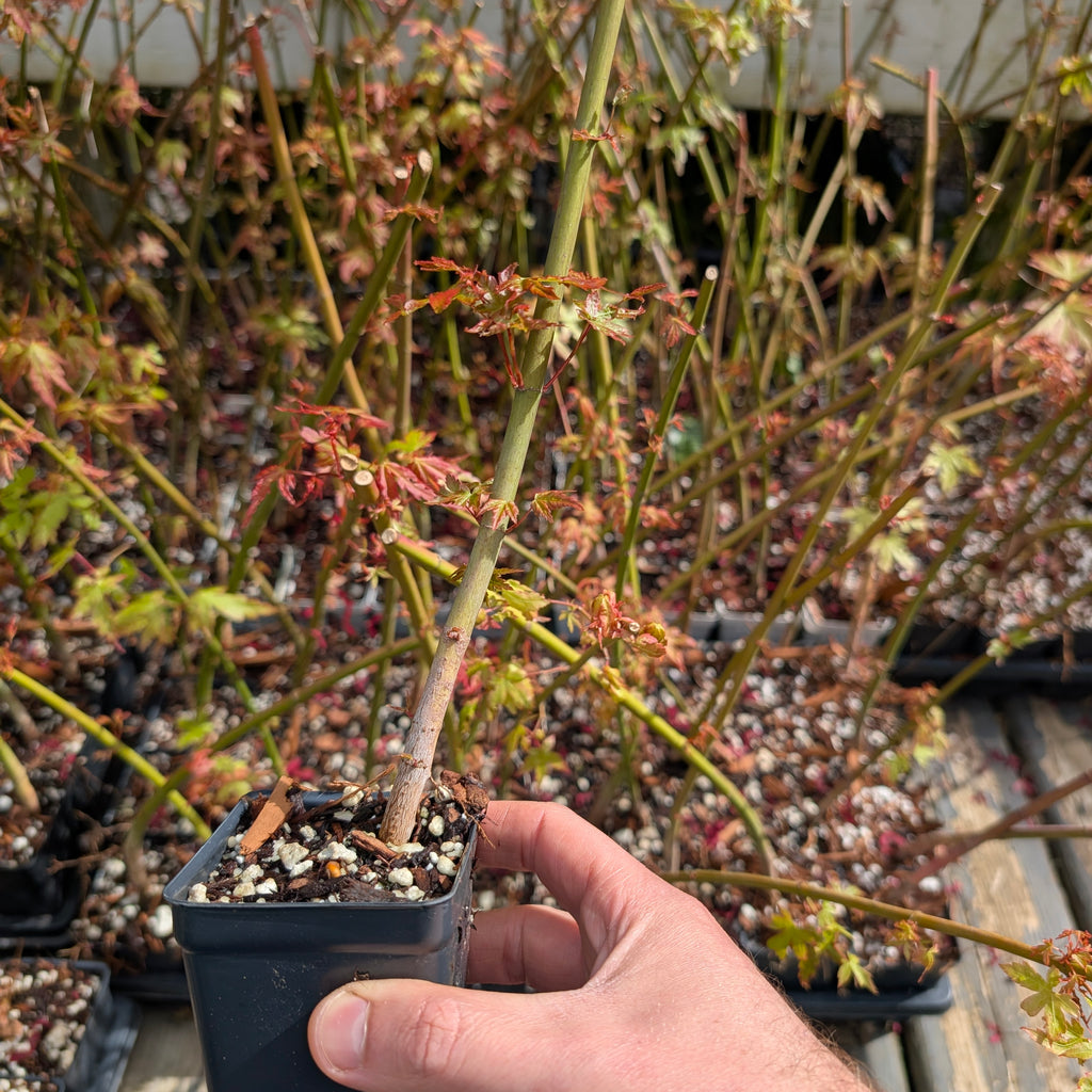 Japanese Maple Seedlings — Acer palmatum