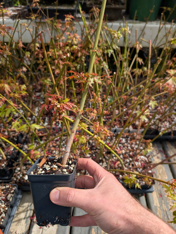 Japanese Maple Seedlings — Acer palmatum
