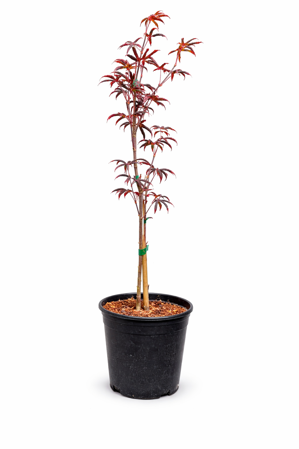 Potted plant with red leaves on a white background