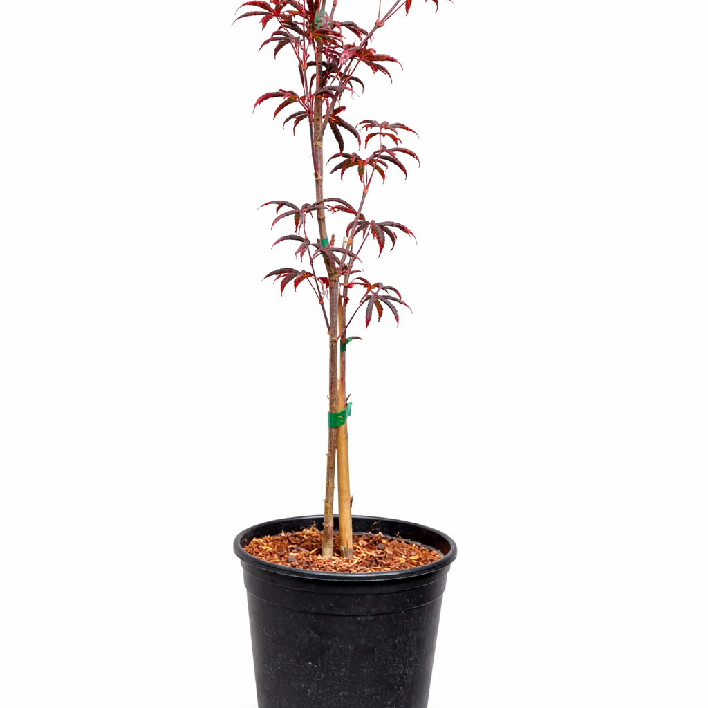 Potted plant with red leaves on a white background