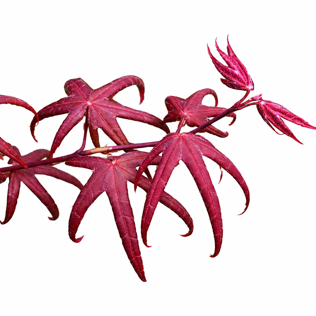 Red maple leaves on a white background
