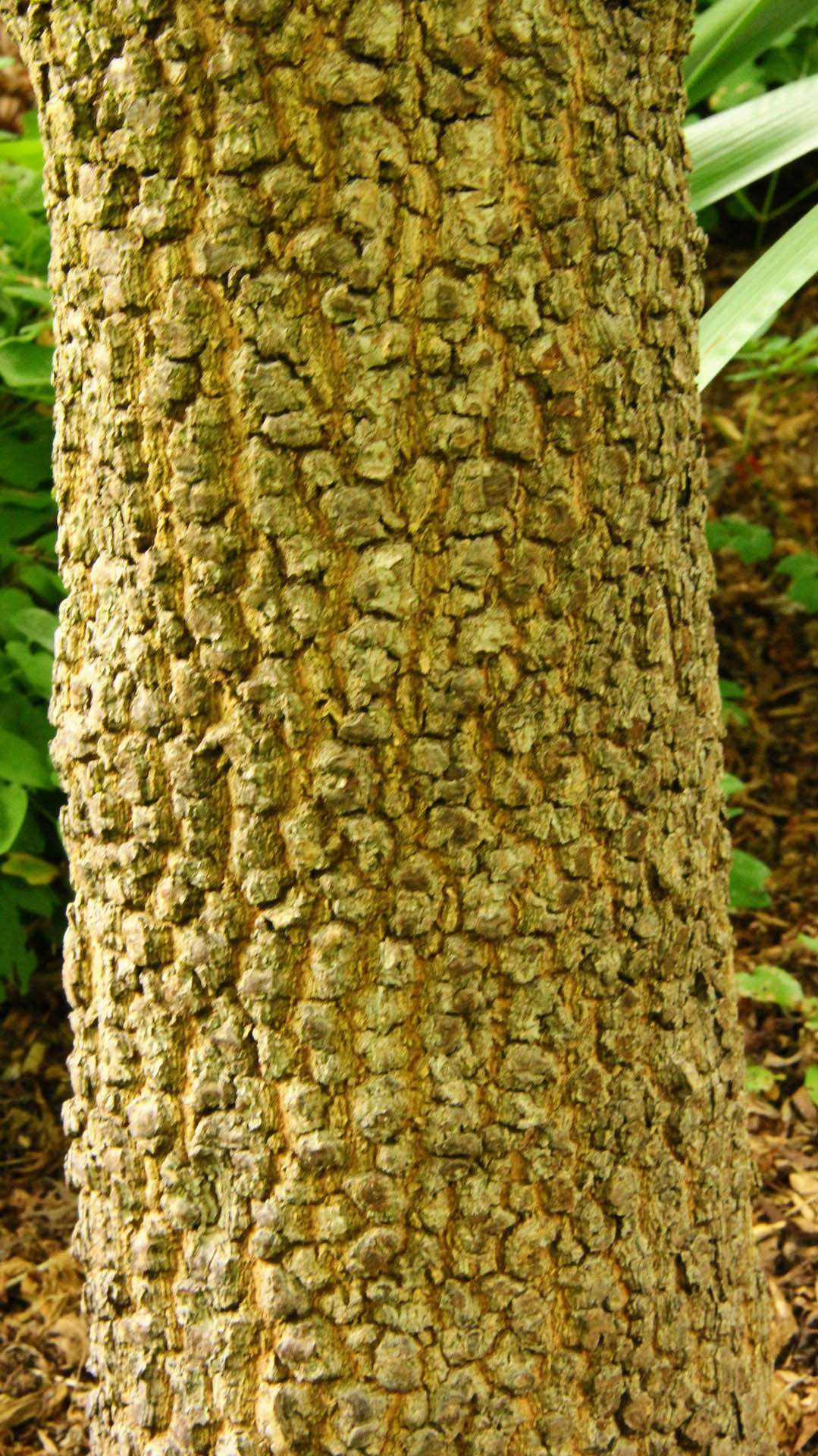 Close-up of a tree trunk with textured bark