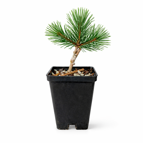 Potted bonsai tree with green needles on a white background