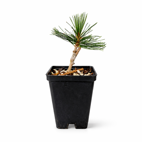 Potted bonsai tree with green needles in a black pot on a white background