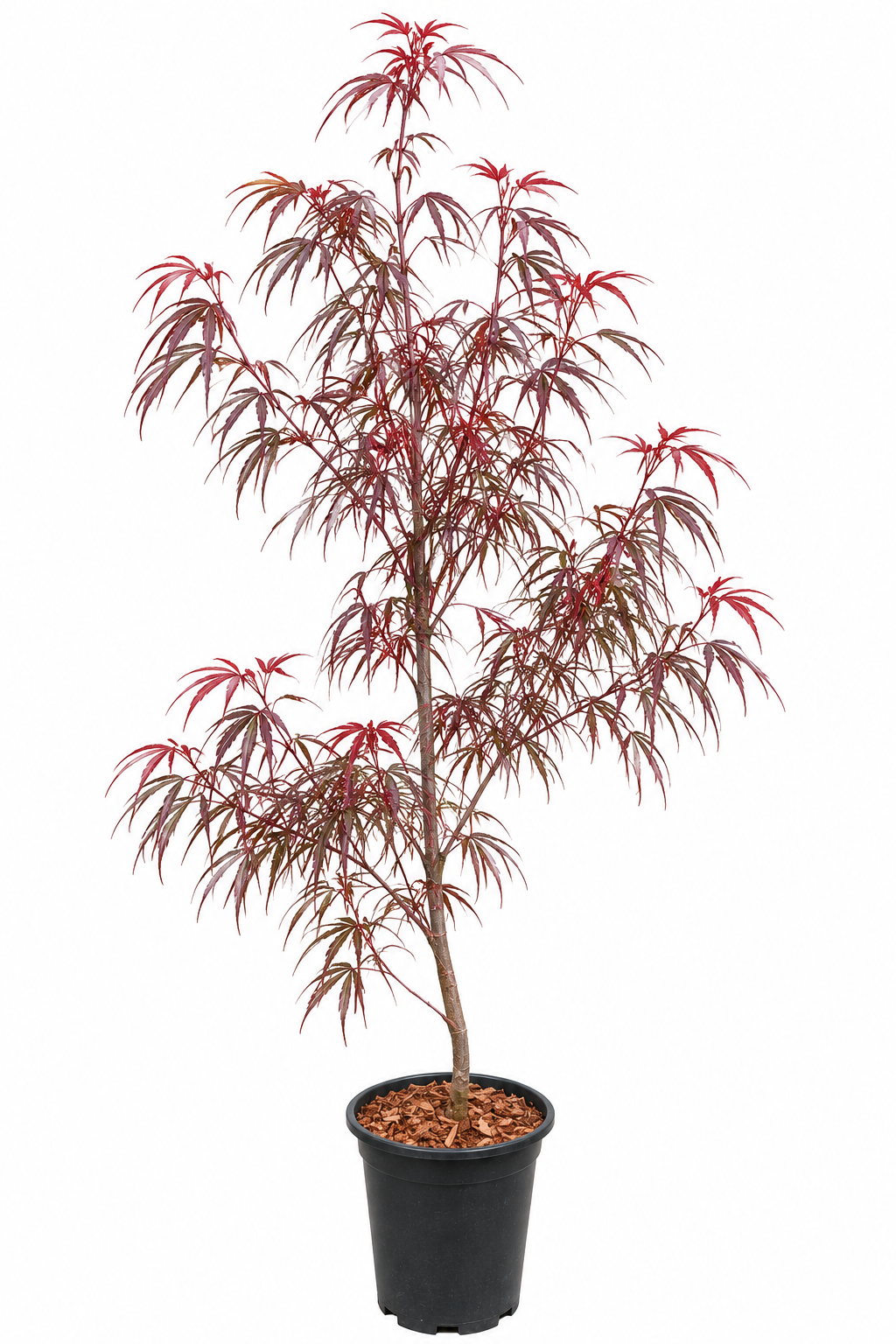 Acer palmatum 'Pung Kil' linearilobum Japanese maple in a #1 nursery container, showing exceptionally dark red strap-like foliage with graceful layered branching on a well-established upright plant