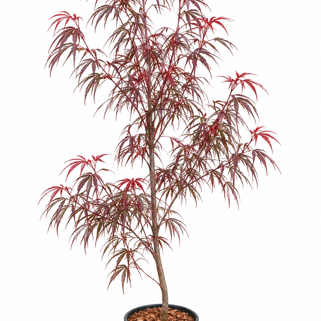 Acer palmatum 'Pung Kil' linearilobum Japanese maple in a #1 nursery container, showing exceptionally dark red strap-like foliage with graceful layered branching on a well-established upright plant