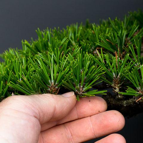 Japanese black pine 'senjumaru'