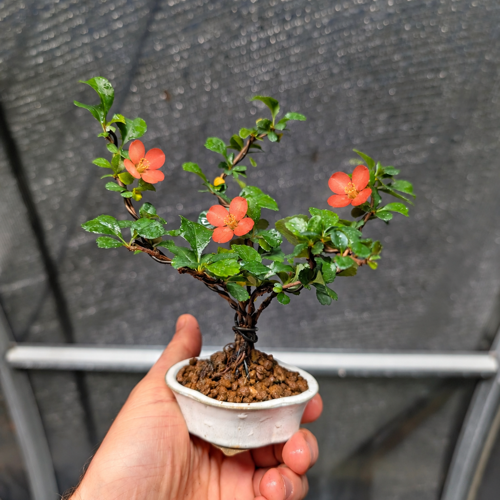 Red Chojubai with orange-toned flowers Bonsai
