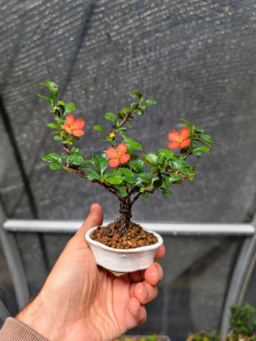 Red Chojubai with orange-toned flowers Bonsai