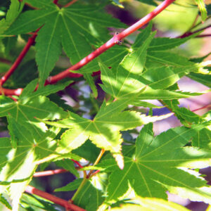 Japanese Maple  'Sango kaku'