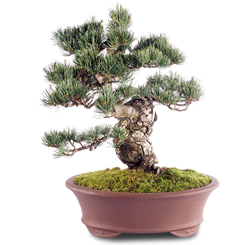 Japanese white pine 'Kokonoe'