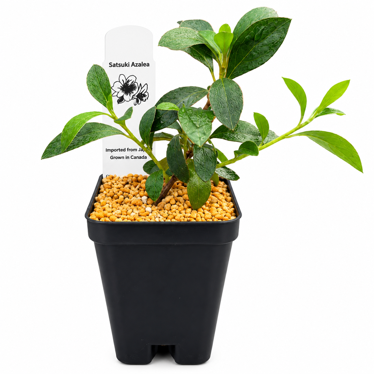 A small Satsuki Azalea plant in a black plastic nursery pot filled with tan growing media, with a white plant tag reading 'Satsuki Azalea' on a clean white background.