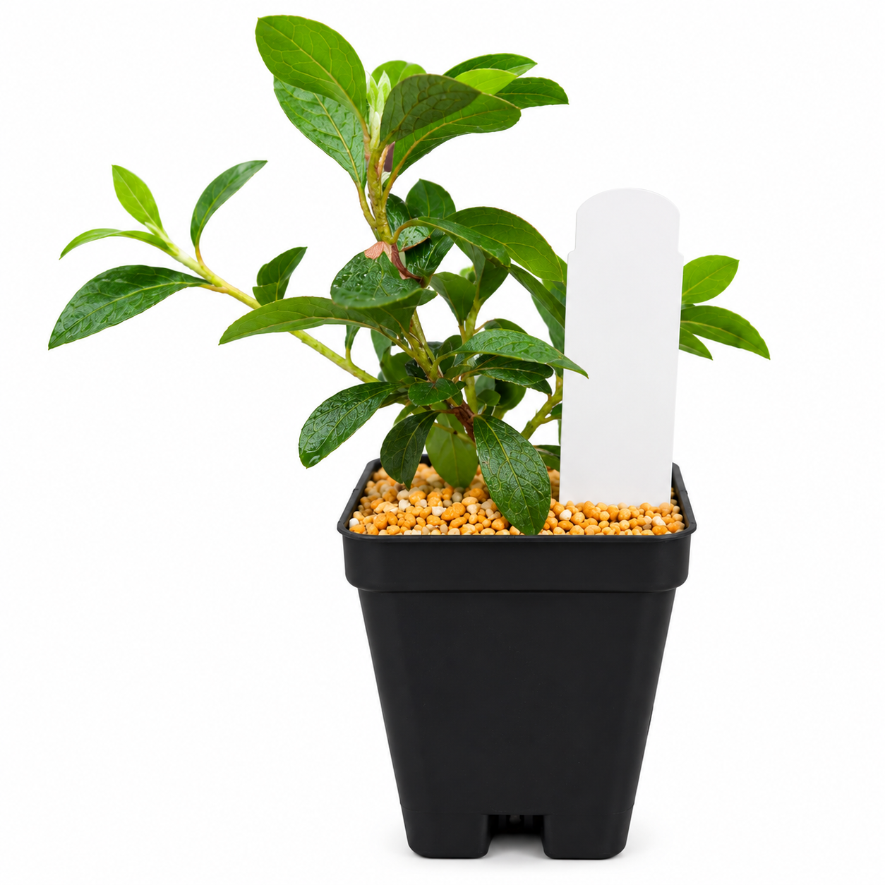 A small potted green plant with glossy leaves in a black nursery pot filled with small yellow pebbles and a white plastic label, photographed on a clean white background.
