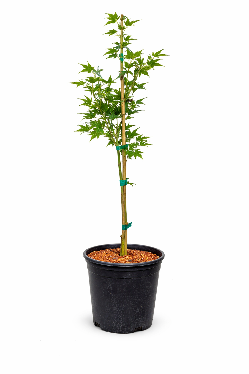 Potted Japanese Maple with green leaves on a white background