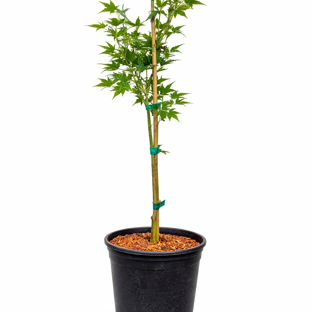 Potted Japanese Maple with green leaves on a white background