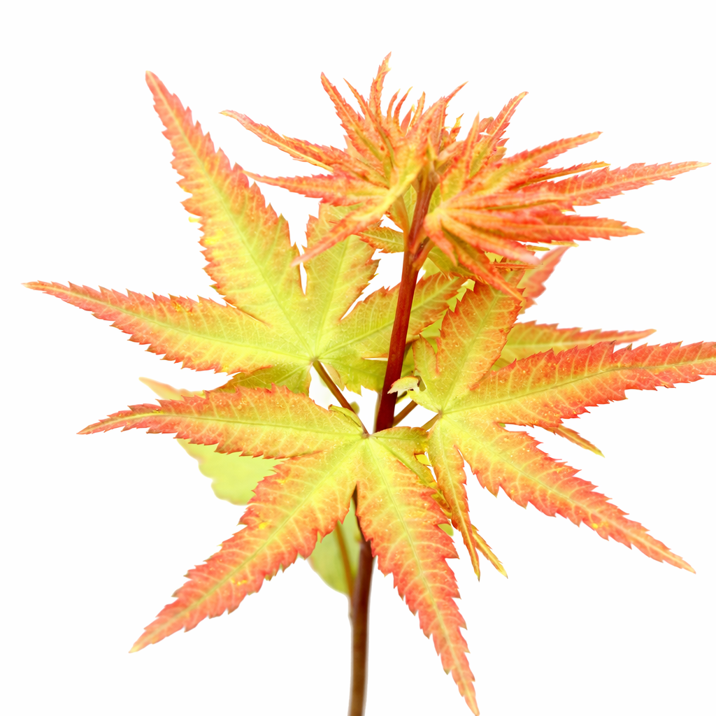 Japanese Maple with orange and yellow leaves on a white background