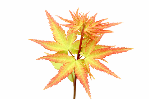 Japanese Maple with orange and yellow leaves on a white background