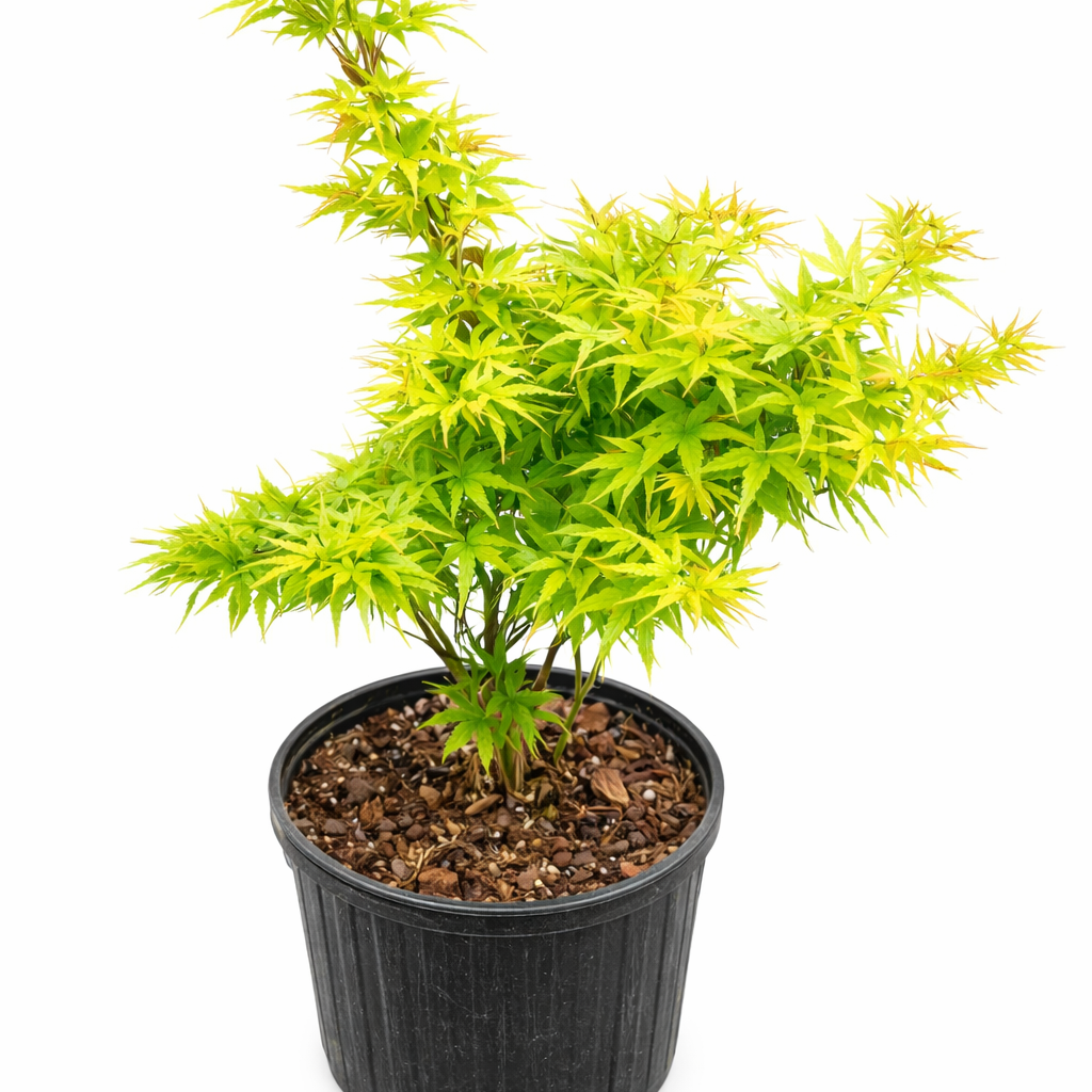 Potted plant with bright green foliage on a white background