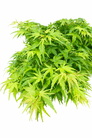 Green leafy plant on a white background