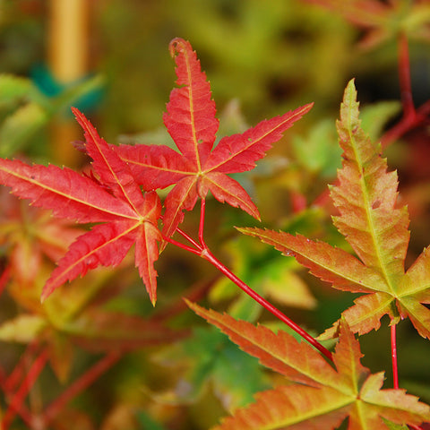 Close-up of red and green leaves with a blurred natural background
