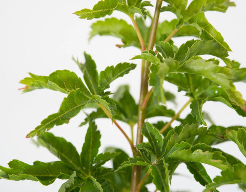 Close-up of Japanese Maple 'Shishigashira' leaves with distinctive curling and coloring, from bright green to orange-yellow.