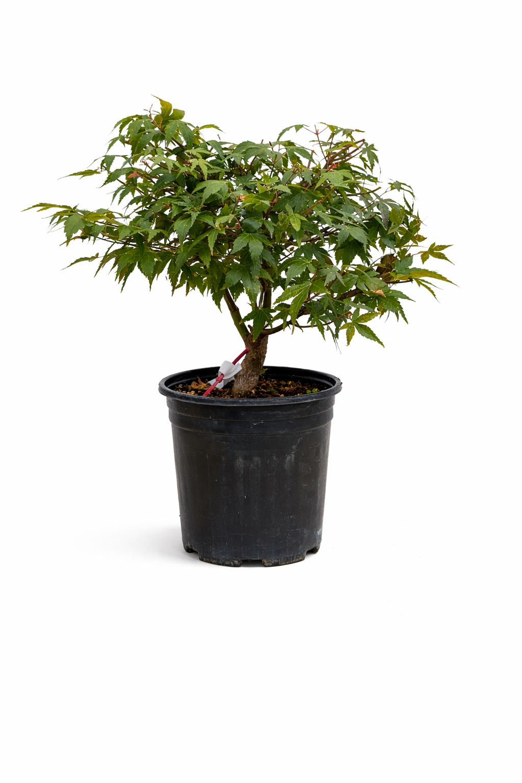 Potted plant with green leaves on a white background