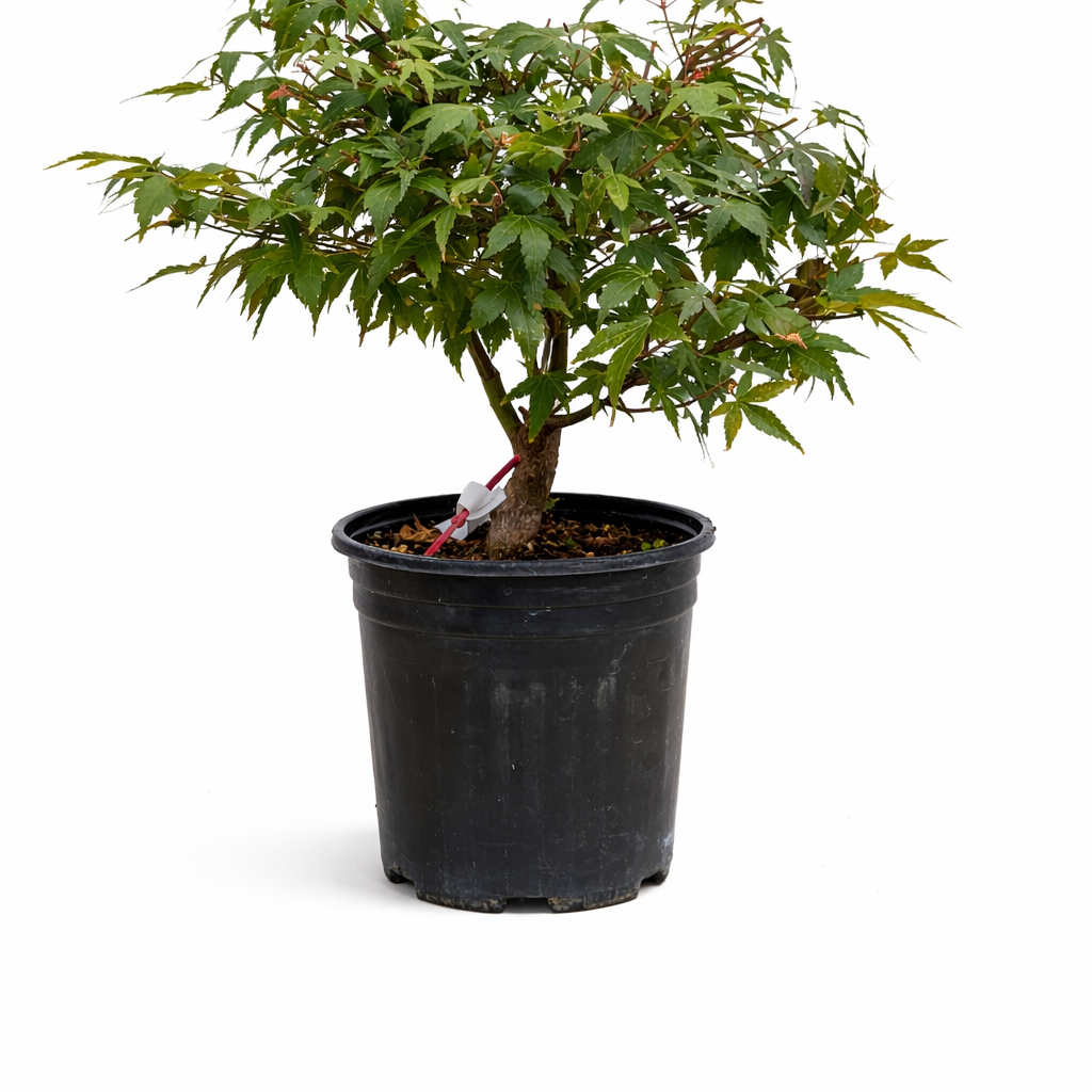 Potted plant with green leaves on a white background