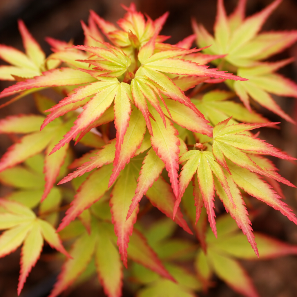 Close-up of vibrant red and green leaves with a blurred background