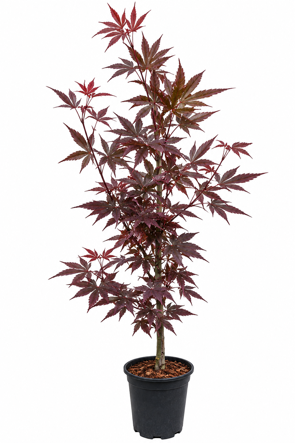 Acer palmatum 'Skeeter's Broom' Japanese maple in a #1 nursery container, showing dense maroon foliage with bright red new growth tips on a tall, narrow upright columnar plant