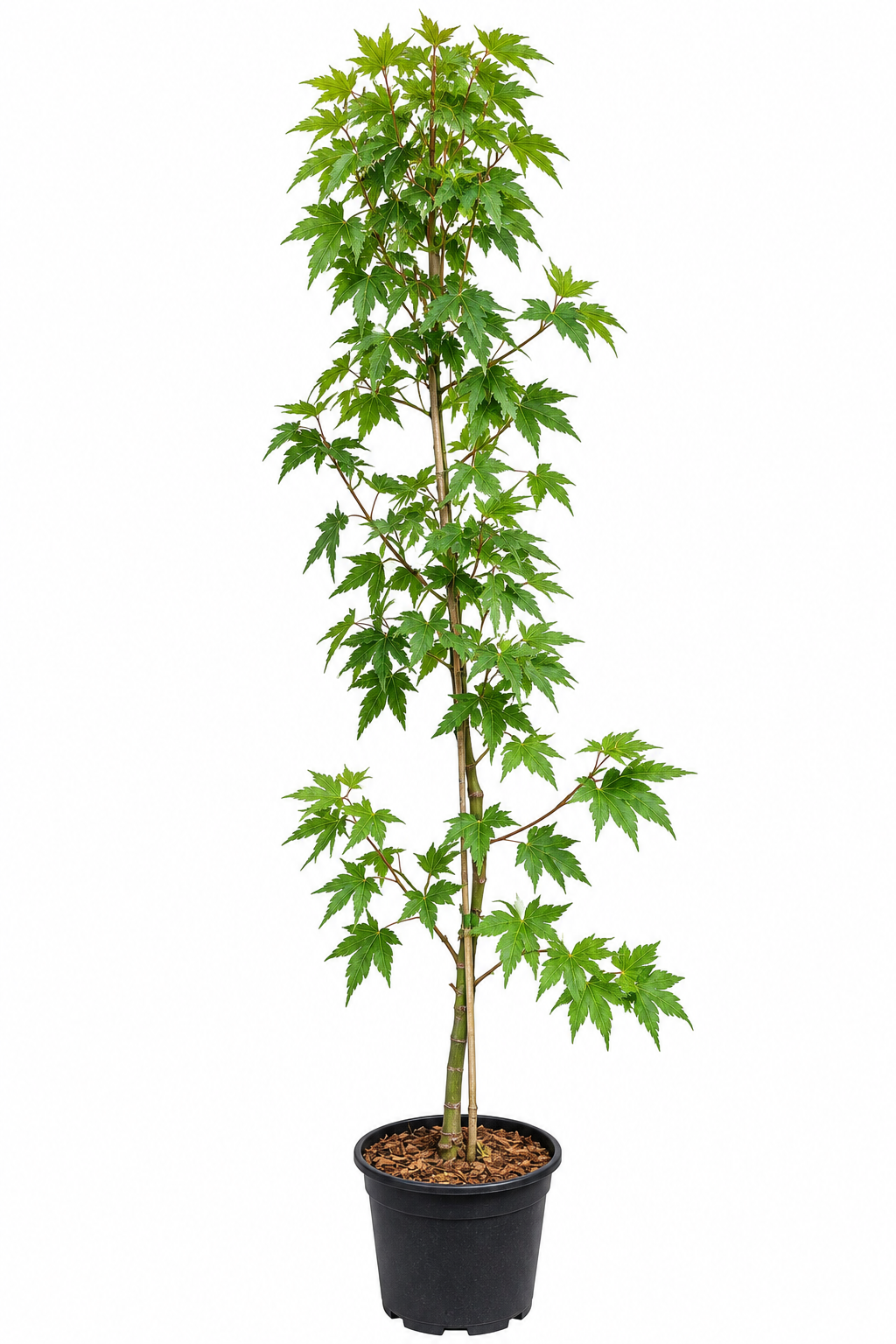Acer palmatum 'Takao' Japanese maple in a #1 XL nursery container, showing lush large green palmatum foliage on a tall upright multi-stem plant with classic Japanese maple branching structure

