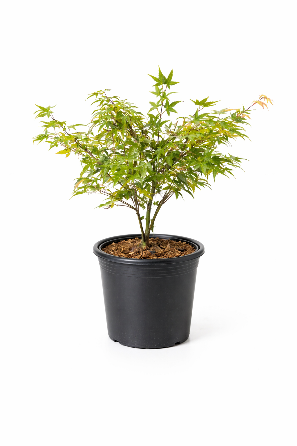 Potted plant with green leaves on a white background