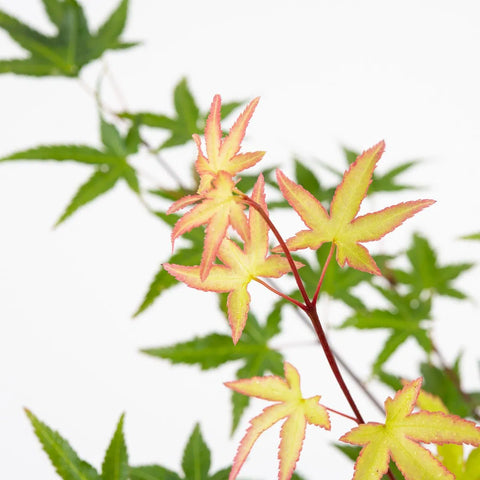 Close-up of a branch with green and pinkish leaves on a white background