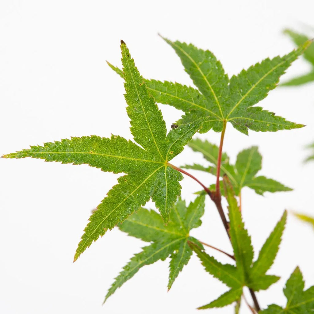 Close-up of green maple leaves on a white background