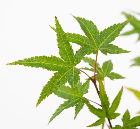 Close-up of green maple leaves on a white background