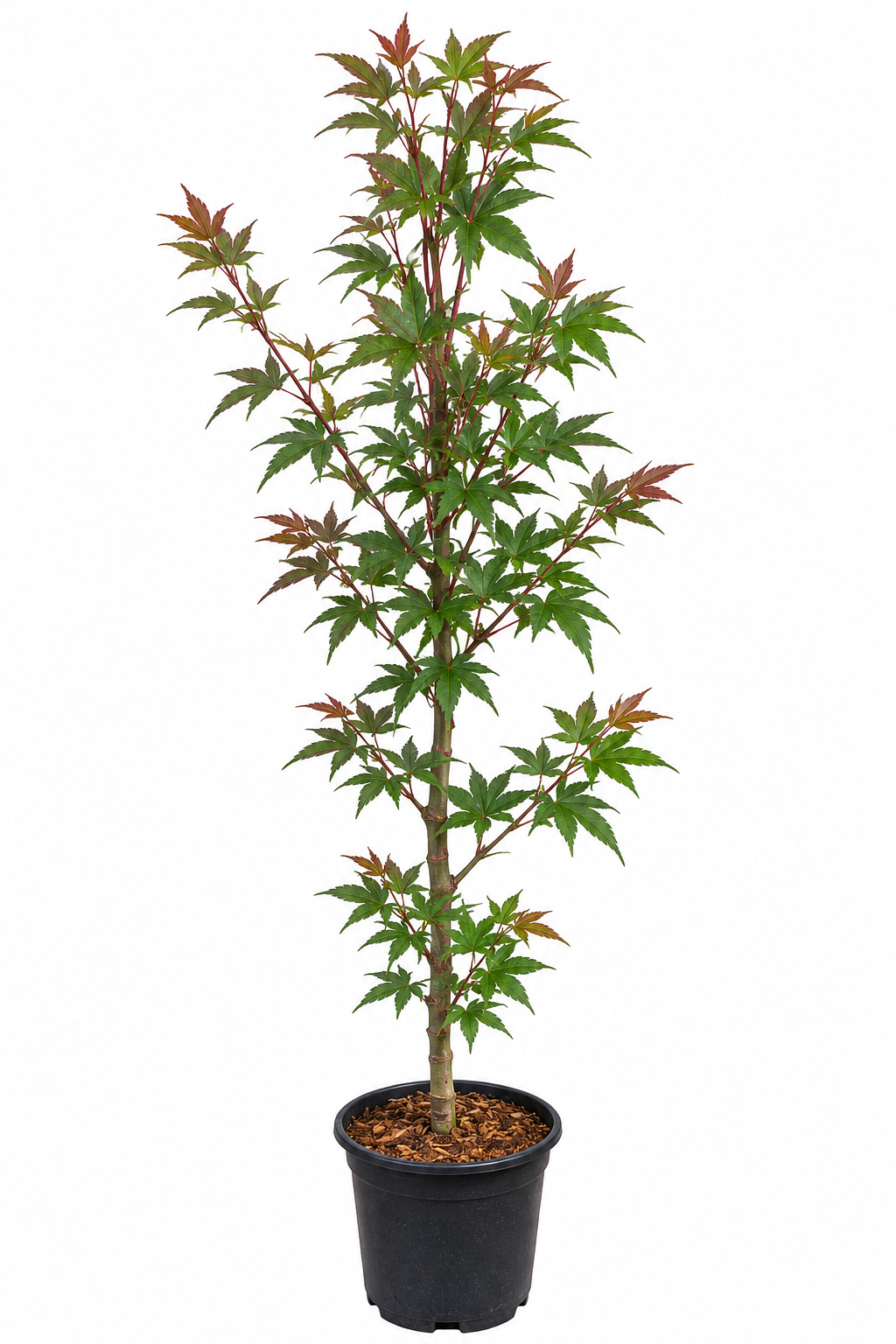 Acer palmatum 'Taro Yama' dwarf Japanese maple in a #1 nursery container, showing distinctive dark blue-green foliage with reddish-bronze new growth tips on a compact upright plant with dense branching
