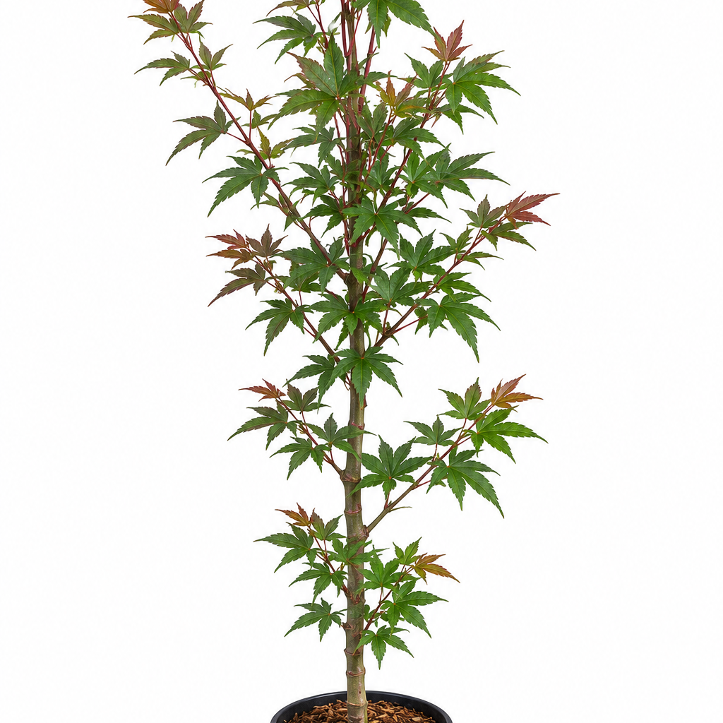 Acer palmatum 'Taro Yama' dwarf Japanese maple in a #1 nursery container, showing distinctive dark blue-green foliage with reddish-bronze new growth tips on a compact upright plant with dense branching