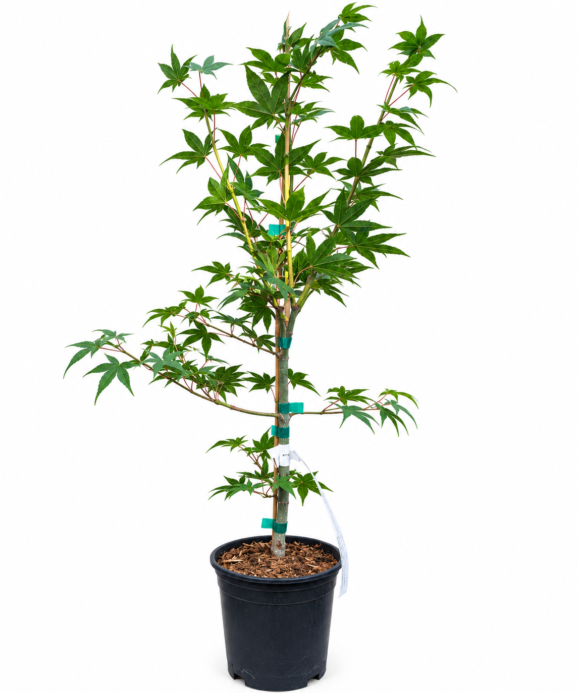 Acer palmatum 'Tsuma Gaki' Japanese maple in a #1 XL nursery container, showing mature summer green foliage with distinctive horizontal branching on a staked upright leader