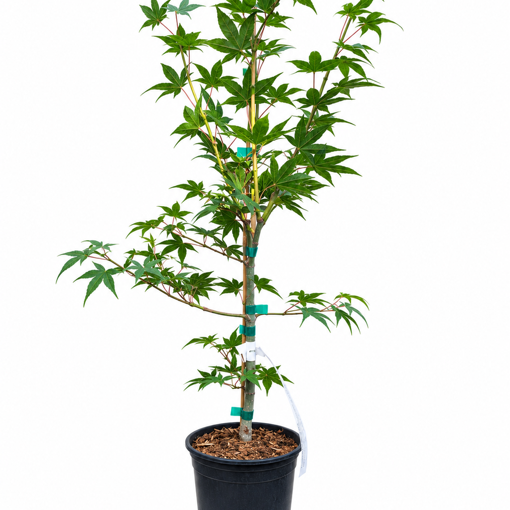 Acer palmatum 'Tsuma Gaki' Japanese maple in a #1 XL nursery container, showing mature summer green foliage with distinctive horizontal branching on a staked upright leader