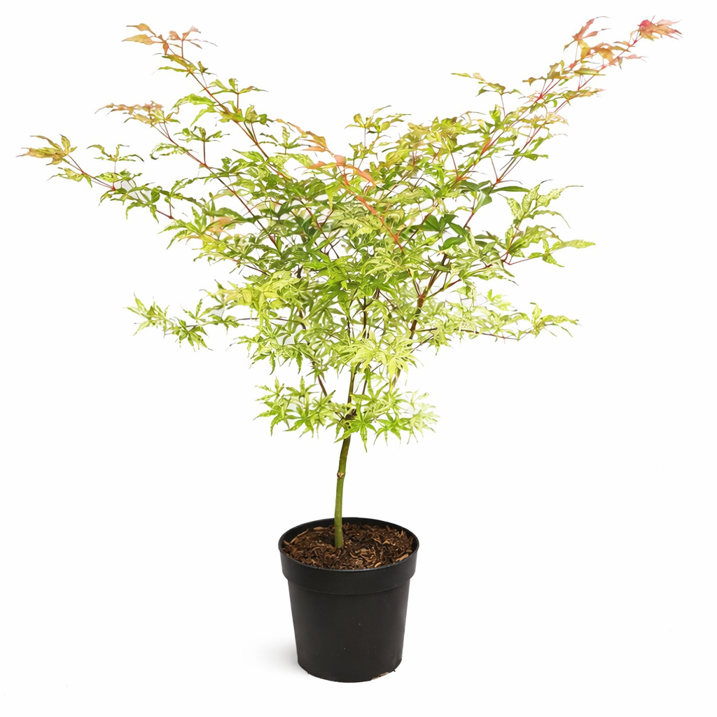 Potted plant with green and red leaves on a white background