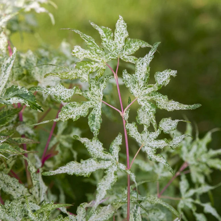 Close-up of a plant with spotted leaves and pink stems against a blurred green background