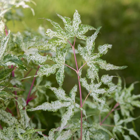 Close-up of a plant with spotted leaves and pink stems against a blurred green background