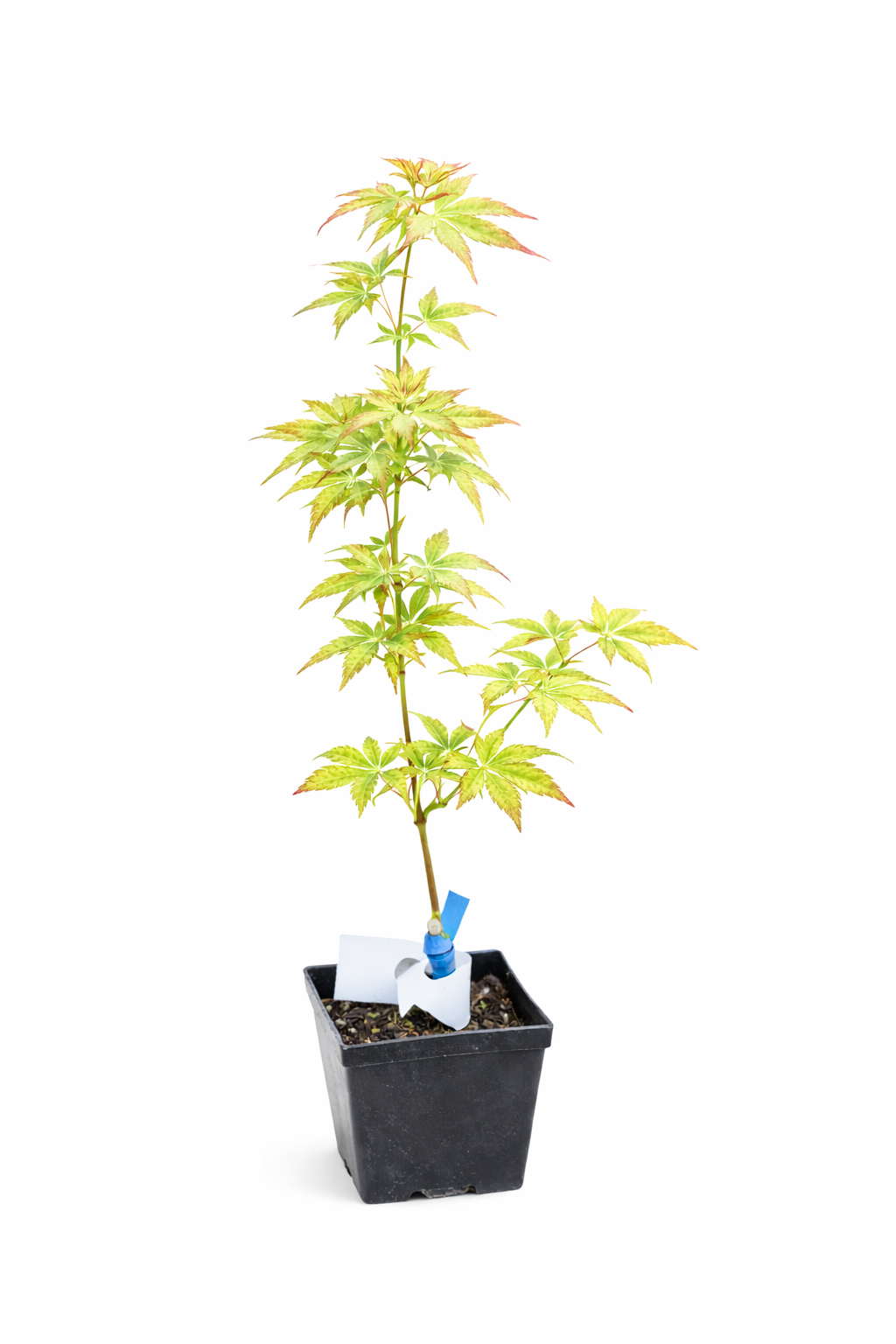 Potted plant with yellow leaves on a white background