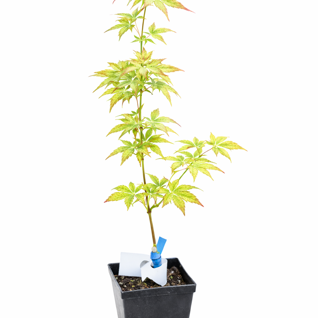 Potted plant with yellow leaves on a white background