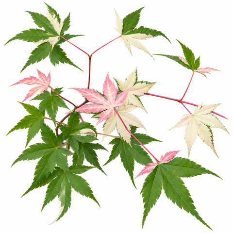 Variegated Japanese Maple Branch