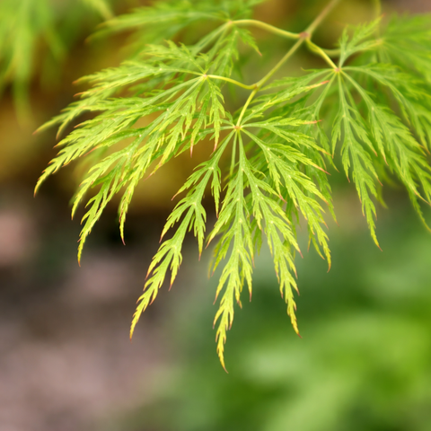 Japanese Maple Acer palmatum dissectum Waterfall Leaf