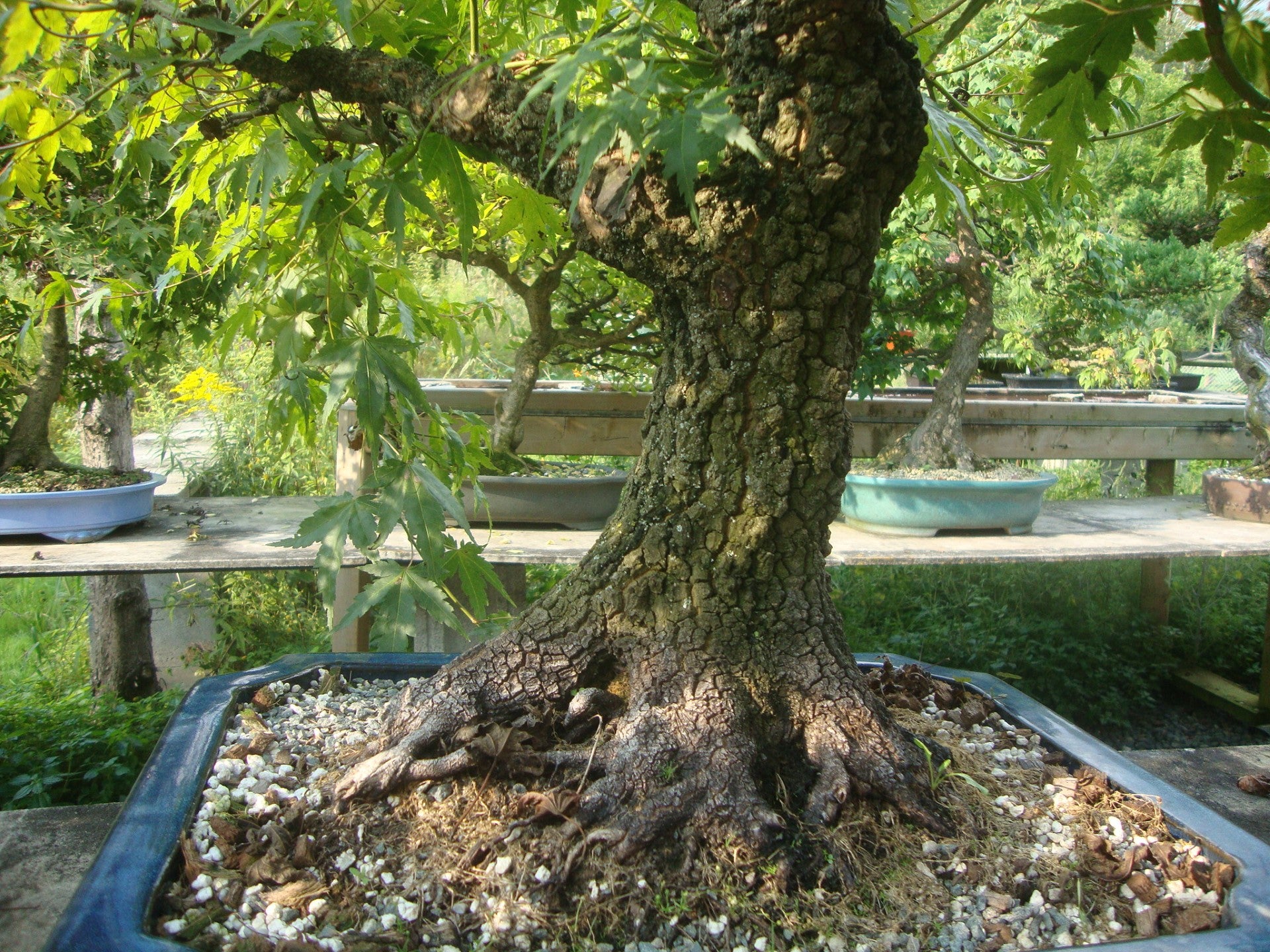 Japanese Maple 'Yves' Arakawa'