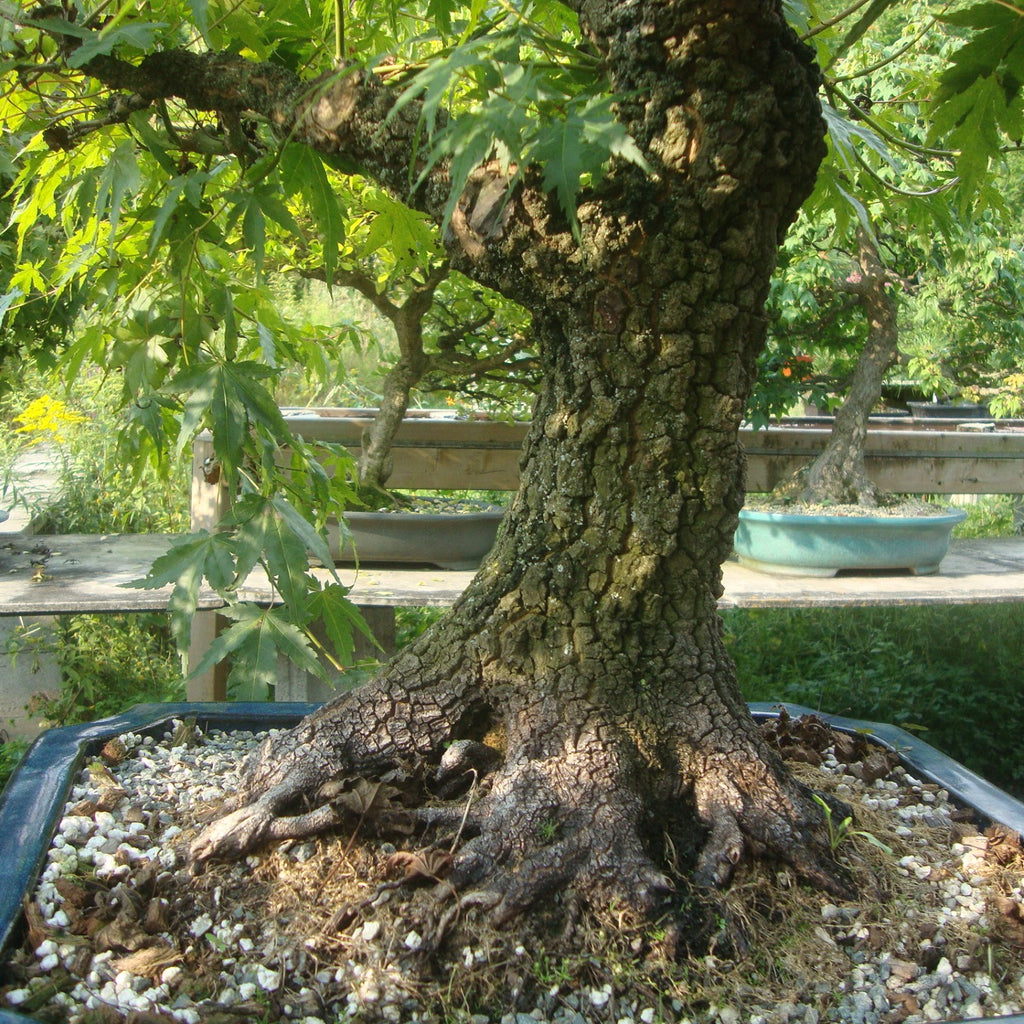 Japanese Maple 'Yves' Arakawa'