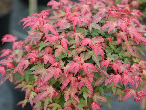 Japanese Maple 'Beni Hime'